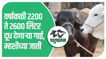 वर्षाकाठी २२०० ते २६०० लिटर दूध देणार्‍या गाई, म्हशीच्या  जाती !