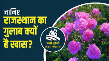  जानिए राजस्थान का गुलाब क्यों है खास?