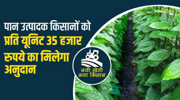 पान उत्पादक किसानों को प्रति यूनिट 35 हजार रुपये का मिलेगा अनुदान!