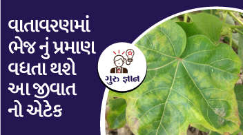 વાતાવરણમાં ભેજ નું પ્રમાણ વધતા થશે આ જીવાત નો એટેક!!