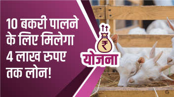 10 बकरी पालने के लिए मिलेगा 4 लाख रुपए तक लोन!