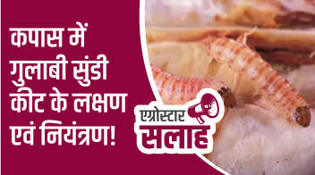 कपास में गुलाबी सूँडी कीट के लक्षण एवं नियंत्रण!