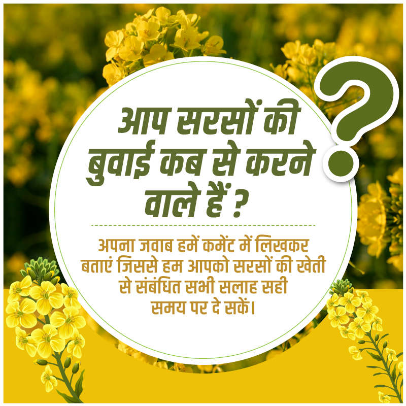 आप सरसों की बुवाई कब से करने वाले हैं ?