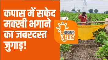 कपास में सफेद मक्खी भगाने का जबरदस्त जुगाड़!