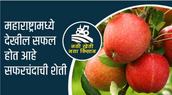 महाराष्ट्रामध्ये देखील सफल होत आहे सफरचंदाची शेती !