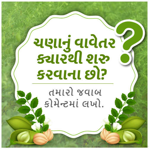 તમે ચણાનું વાવેતર ક્યારે શરુ કરશો ?