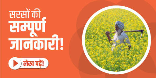 सरसों की बुवाई से पहले भूमि एवं खेत की तैयारी! 