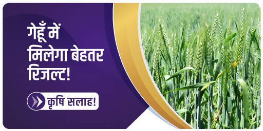 गेहूँ में मिलेगा बेहतर रिजल्ट!
