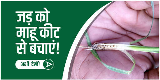 जड़ों को माहू कीट से बचाएं!