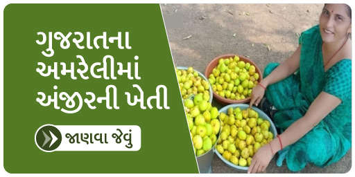 વિશ્વના સૌથી મીઠા ફળ અંજીરની ખેતી હવે ગુજરાતમાં !