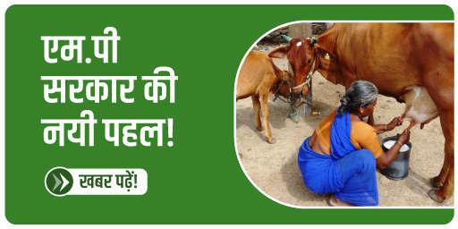 दुधारू पशुओं की खरीदी पर सरकार दे रही 10 लाख रुपए का लोन!