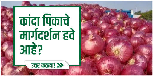 कांदा पिकाचे मार्गदर्शन हवे आहे?
