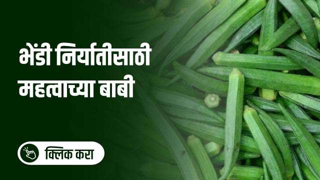 भेंडी निर्यातीसाठी महत्वाच्या बाबी!