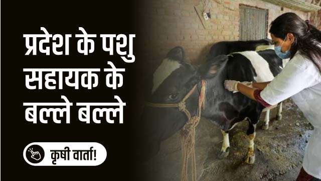 प्रदेश के पशु सहायक के बल्ले बल्ले 