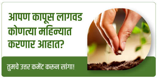  कापूस लागवड कोणत्या महिन्यात करणार?