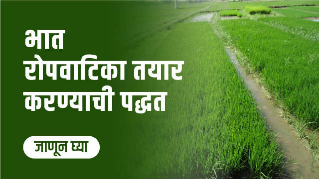 भात रोपवाटिका तयार करण्याची पद्धत!