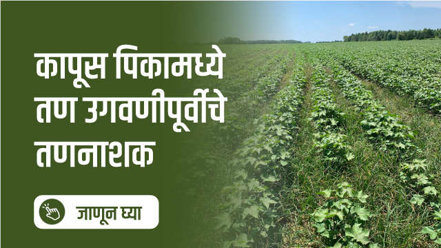 कापूस पिकामध्ये तण उगवणीपूर्वीचे तणनाशक!