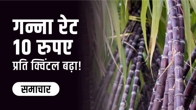 गन्ना रेट 10 रुपए प्रति क्विंटल बढ़ा!