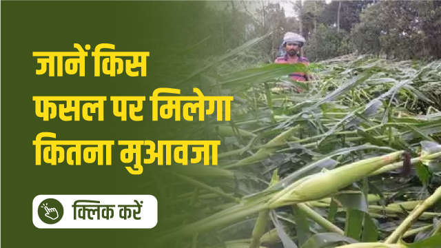 जानें किस फसल पर मिलेगा कितना मुआवजा 