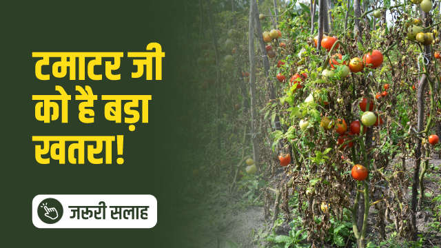 टमाटर जी को है बड़ा खतरा!

