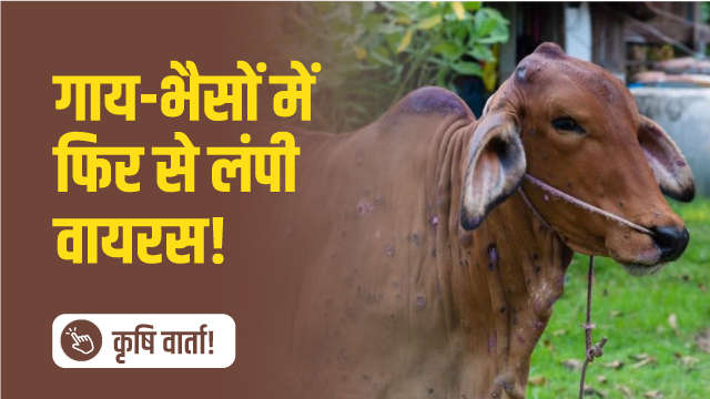  गाय-भैसों में फिर से लंपी वायरस!