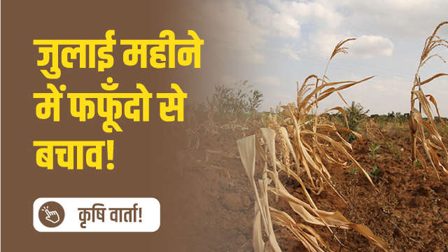 जुलाई महीने में फफूँदो से बचाव!