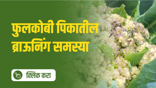 फुलकोबी पिकातील ब्राऊनिंग समस्या!