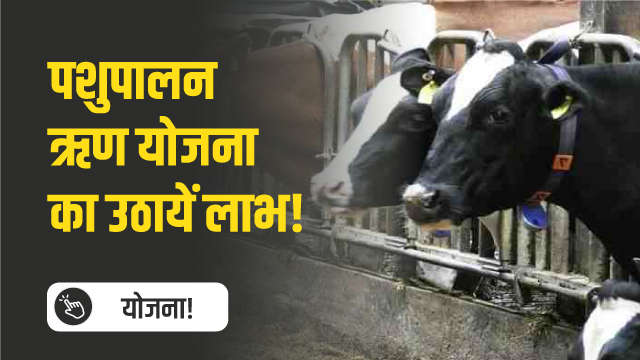 पशुपालन ऋण योजना का उठायें लाभ!