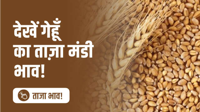 देखें गेहूं का ताज़ा मंडी भाव!