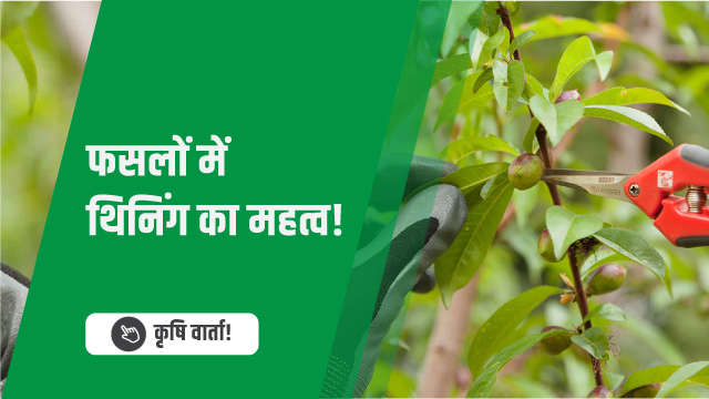 फसलों में थिनिंग का महत्व!