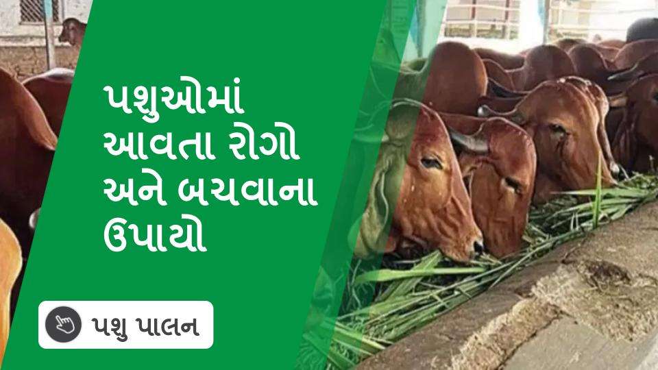 પશુઓમાં આવતા રોગો અને બચવાના ઉપાયો