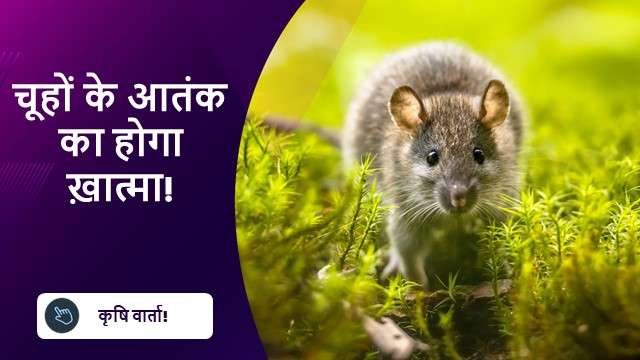 चूहों के आतंक का होगा ख़ात्मा!