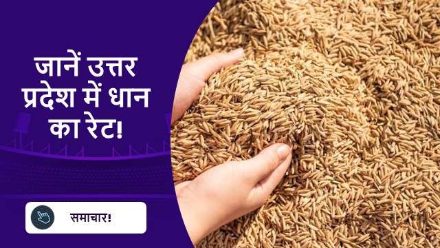 जानें उत्तर प्रदेश में धान का रेट!
