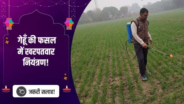 गेहूँ की फसल में खरपतवार नियंत्रण!
