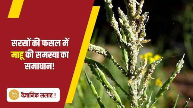 सरसों की फसल में माहू की समस्या का समाधान!