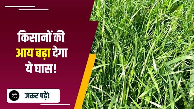 किसानों की आय बढ़ा देगा ये घास!