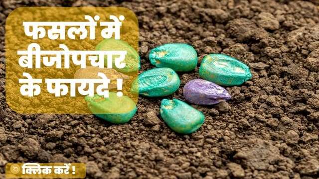 फसलों में बीजोपचार के फायदे !