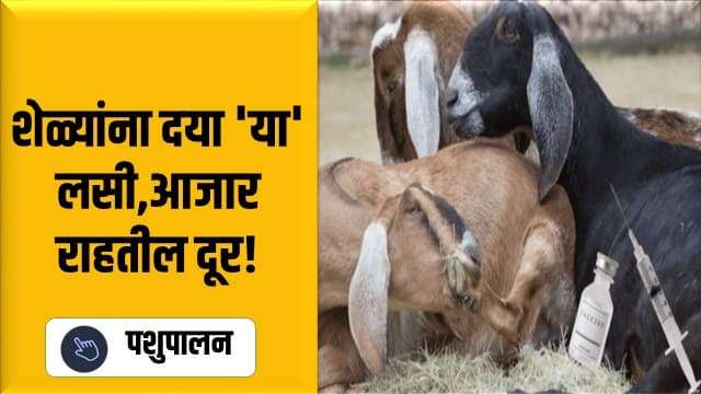  शेळ्यांना दया 'या' लसी,आजार राहतील दूर!