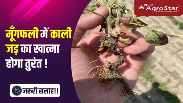 मूँगफली में काली जड़ का खात्मा होगा तुरंत !