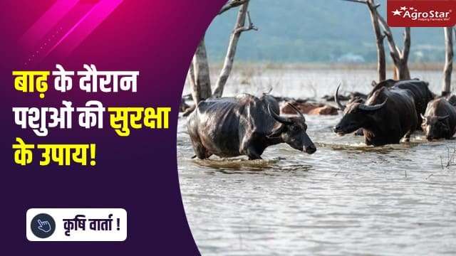 बाढ़ के दौरान पशुओं की सुरक्षा के उपाय!