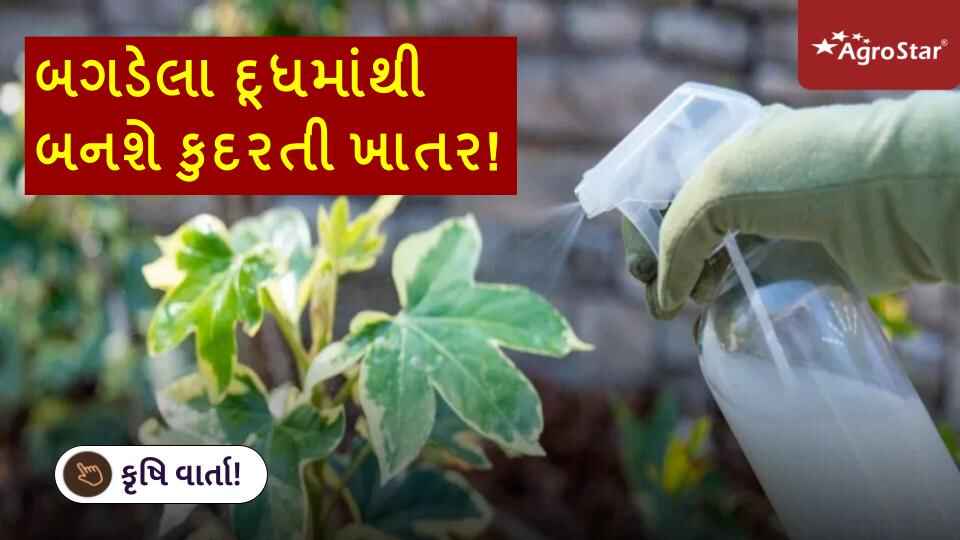 બગડેલા દૂધમાંથી બનશે કુદરતી ખાતર