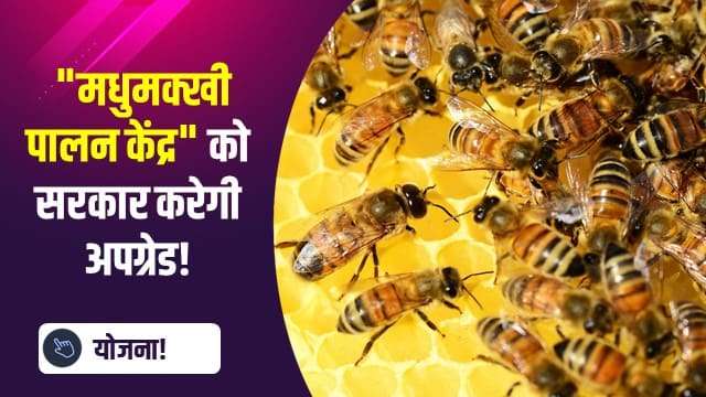 मधुमक्खी पालन केंद्र को सरकार करेगी अपग्रेड!