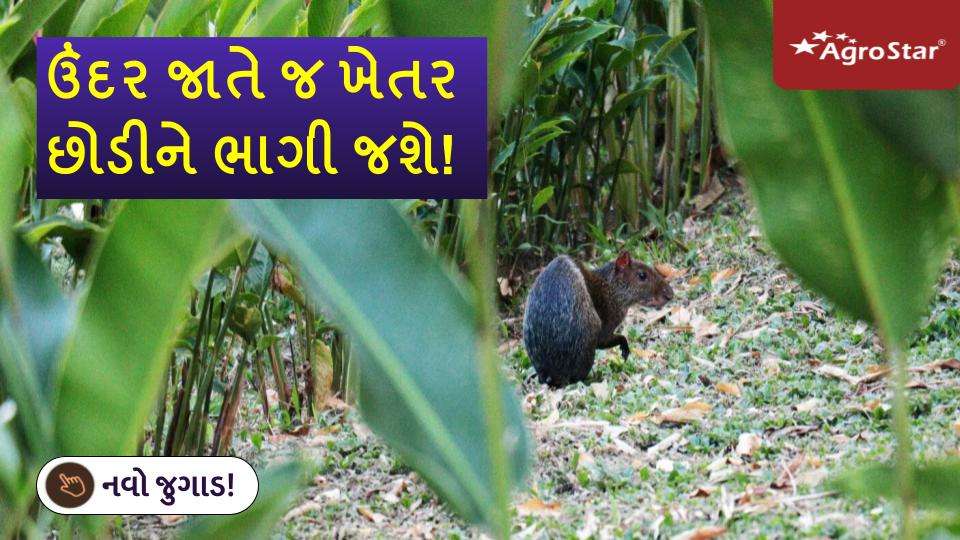 ઉંંદર જાતે જ ખેતર છોડીને ભાગી જશે!