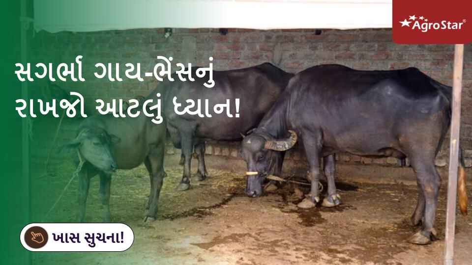 સગર્ભા ગાય-ભેંસનું રાખજો આટલું ધ્યાન