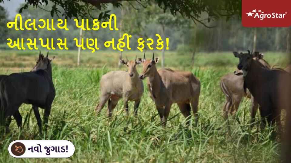 નીલગાય પાકની આસપાસ પણ નહીં ફરકે