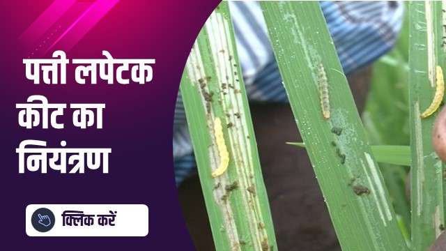  पत्ती लपेटक कीट का नियंत्रण