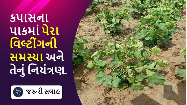 કપાસના પાકમાં પેરા વિલ્ટીંગની સમસ્યા અને તેનું નિયંત્રણ.