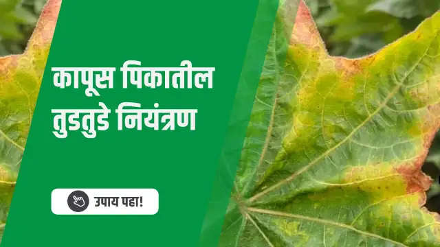 कापूस पिकातील तुडतुडे नियंत्रण