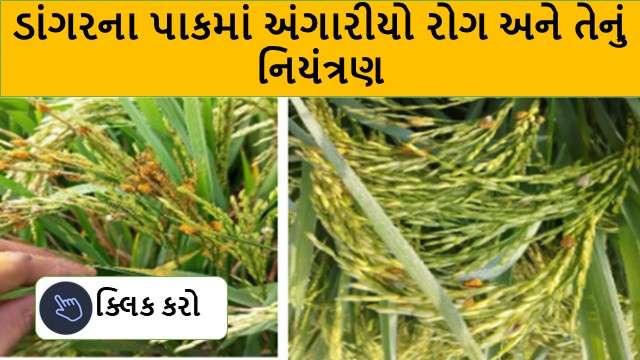 ડાંગરના પાકમાં અંગારીયો રોગ અને તેનું નિયંત્રણ