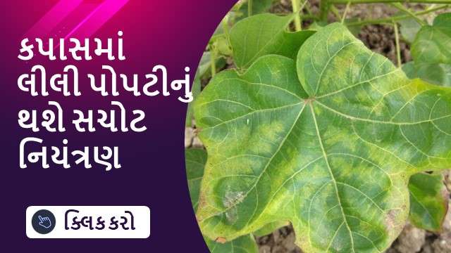 કપાસમાં લીલી પોપટીનું થશે સચોટ નિયંત્રણ